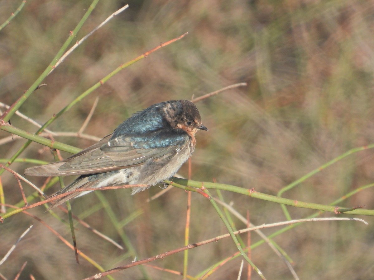 Welcome Swallow - ML634518809