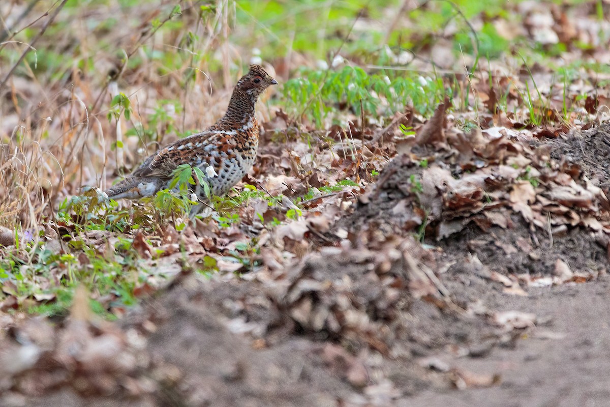 Hazel Grouse - ML634518890