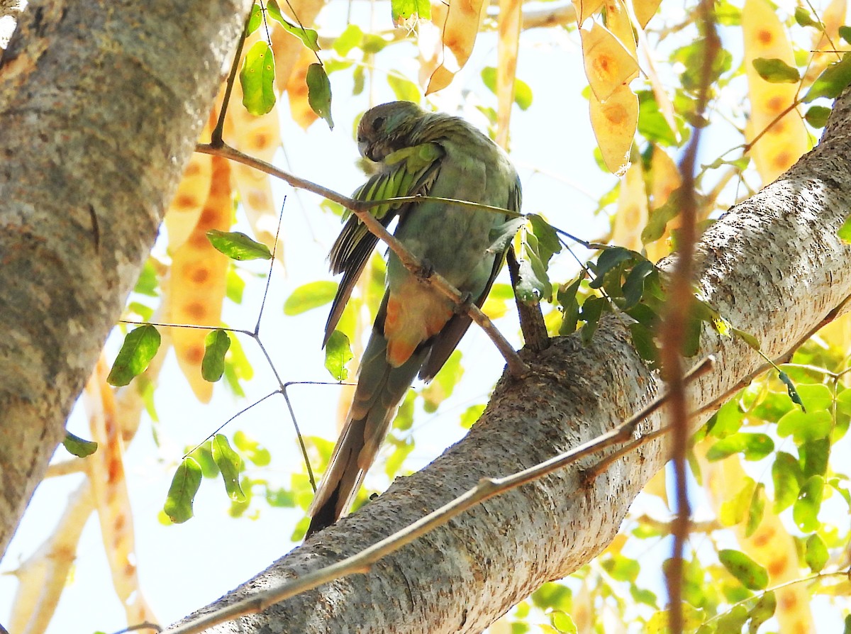 Hooded Parrot - ML634518915