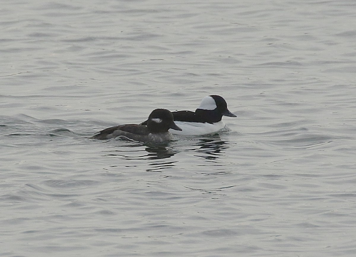 Bufflehead - ML634518952