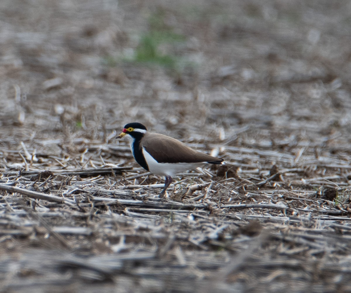 Banded Lapwing - ML634519049