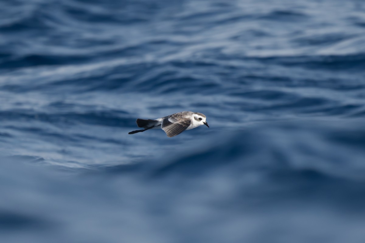 White-faced Storm-Petrel - ML634519185