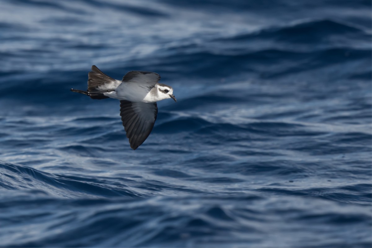 White-faced Storm-Petrel - ML634519186