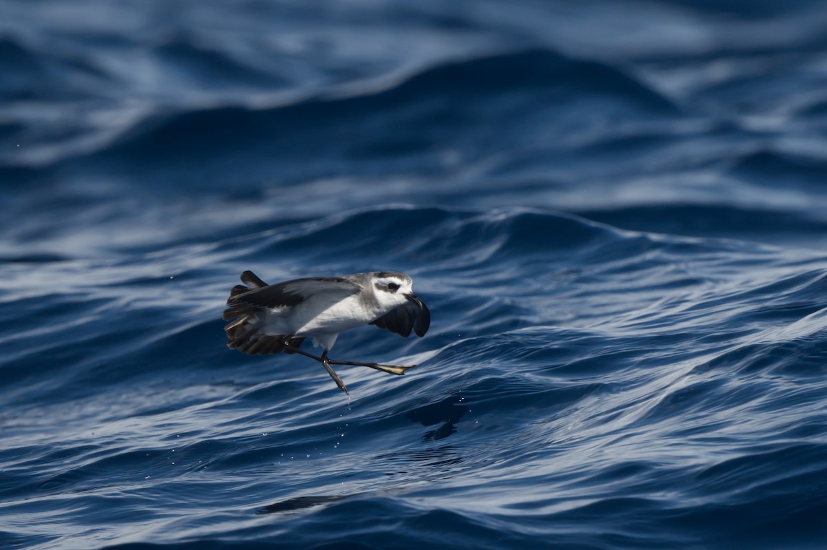 White-faced Storm-Petrel - ML634519187