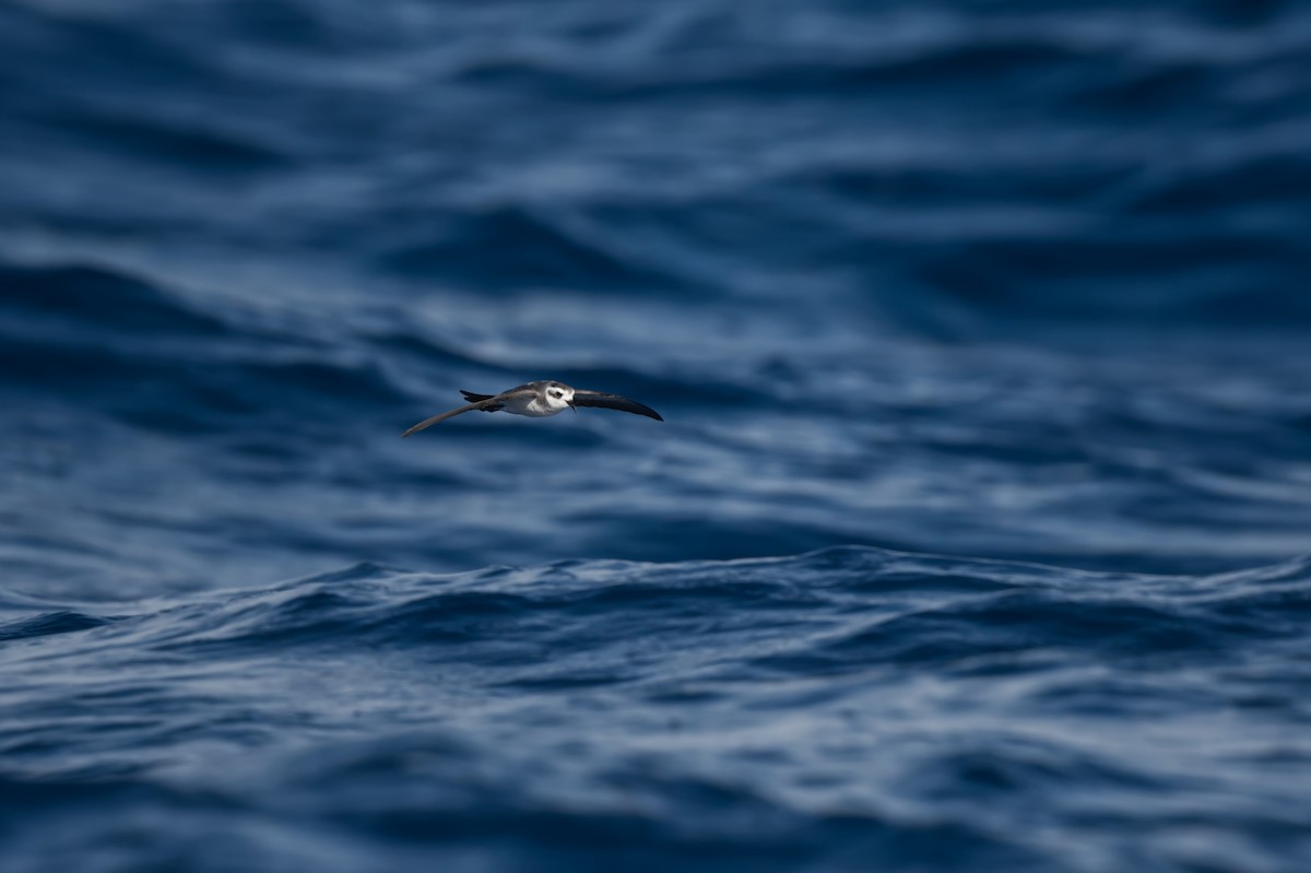 White-faced Storm-Petrel - ML634519188