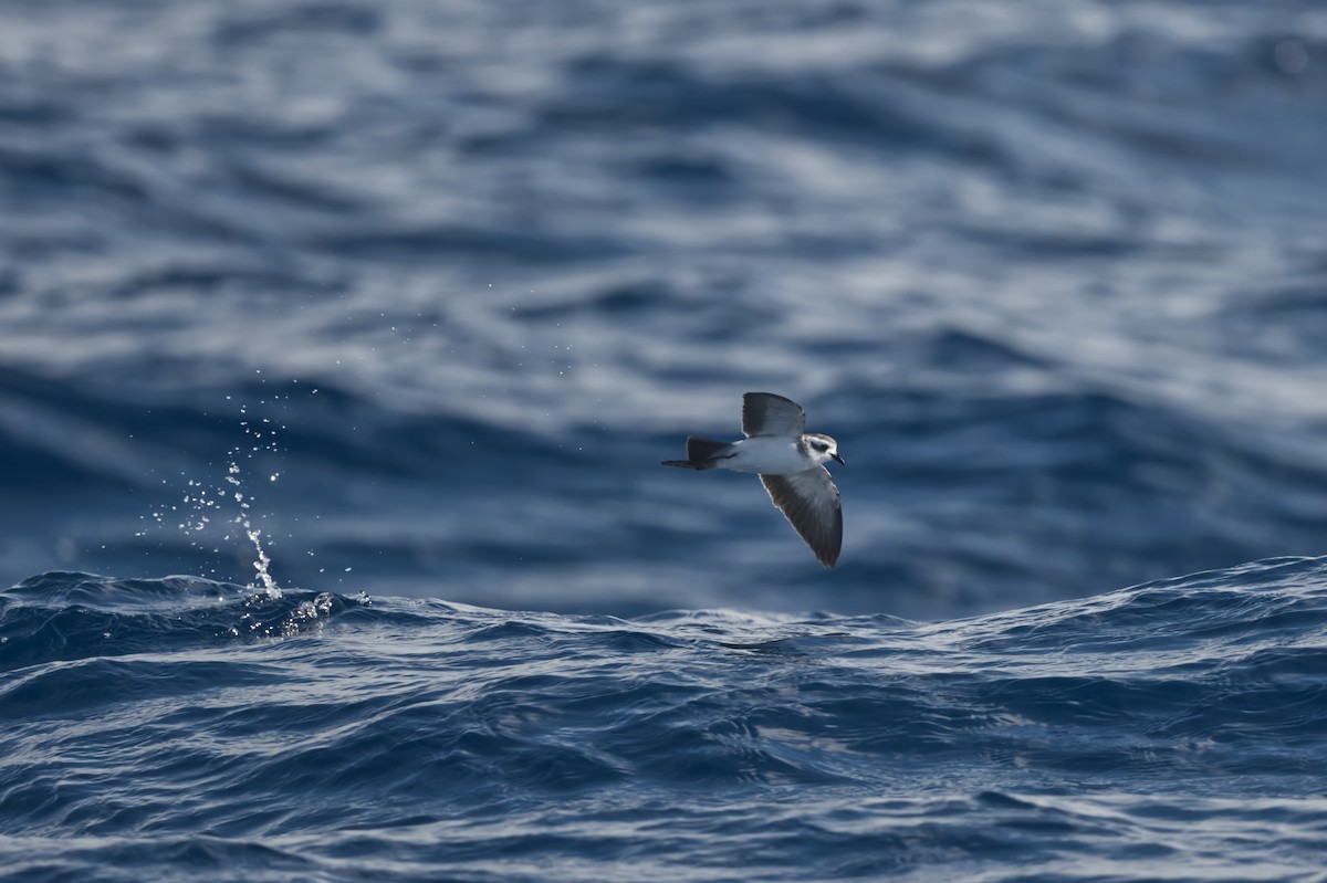 White-faced Storm-Petrel - ML634519189