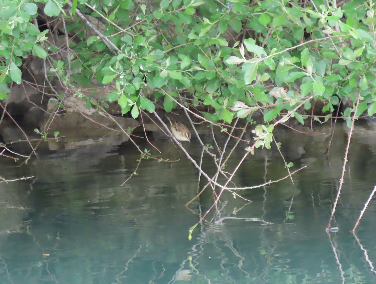 Sedge Warbler - ML634519237