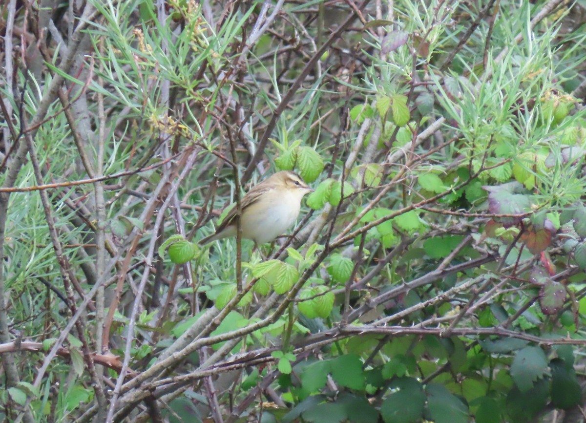Sedge Warbler - ML634519238