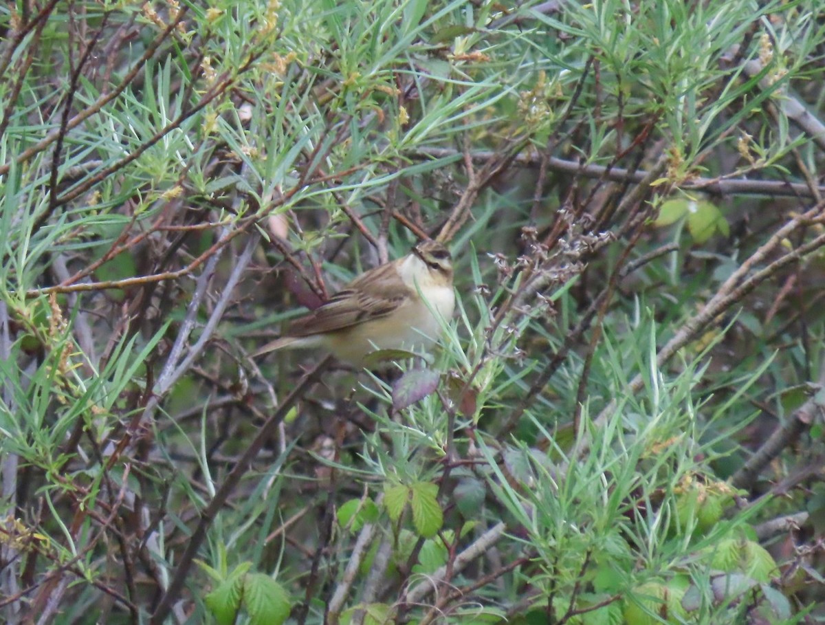 Sedge Warbler - ML634519239