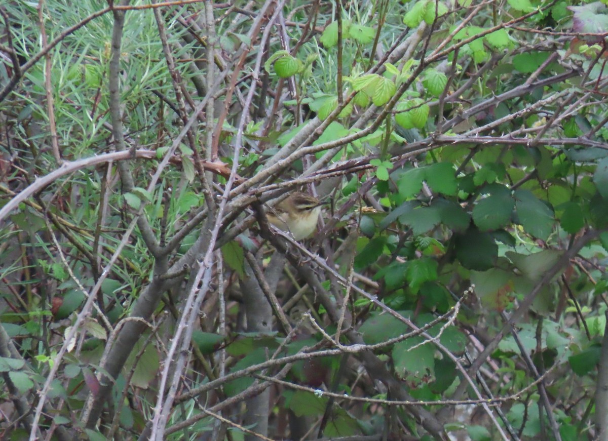 Sedge Warbler - ML634519240