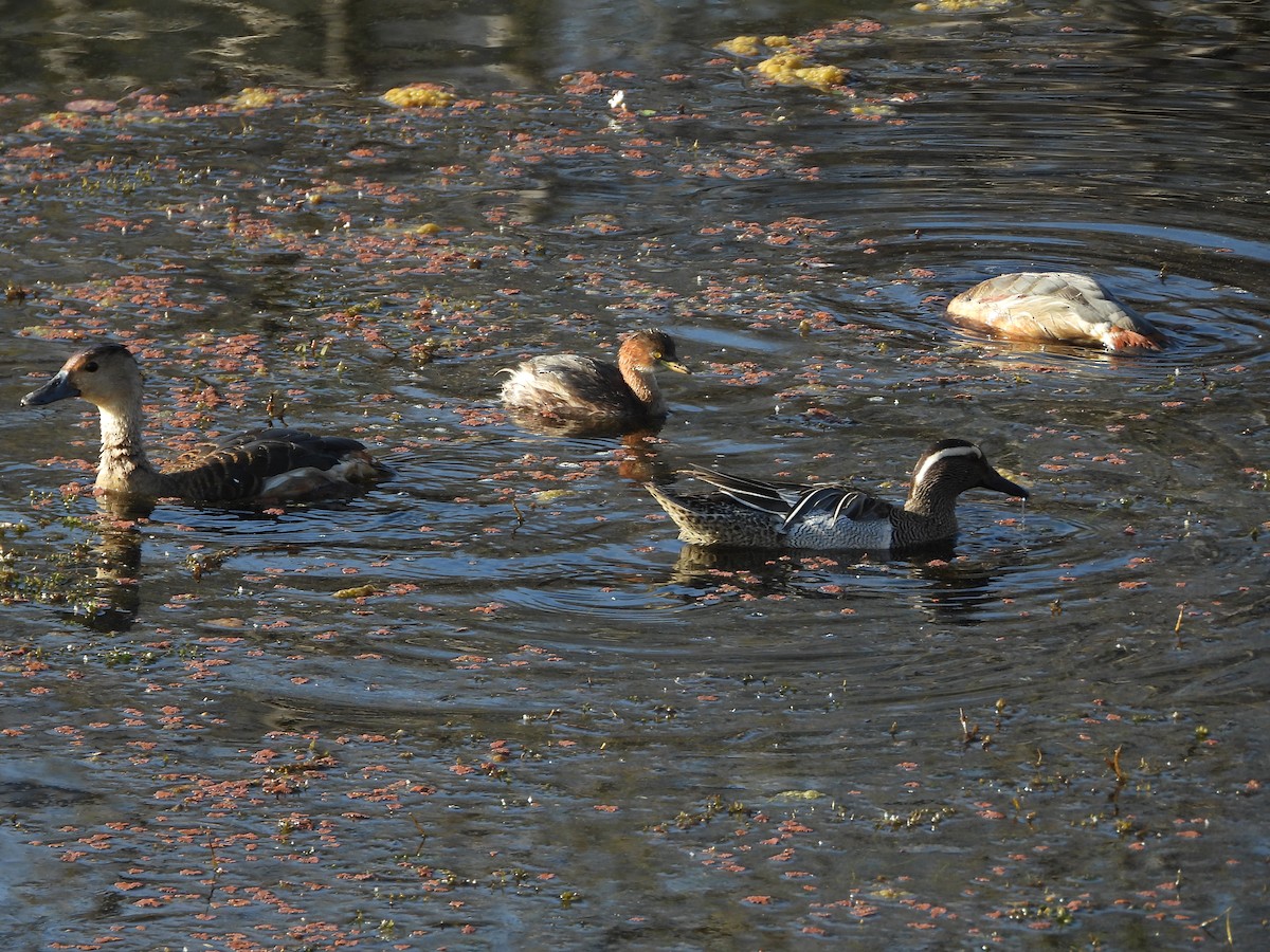 Little Grebe - ML634519293