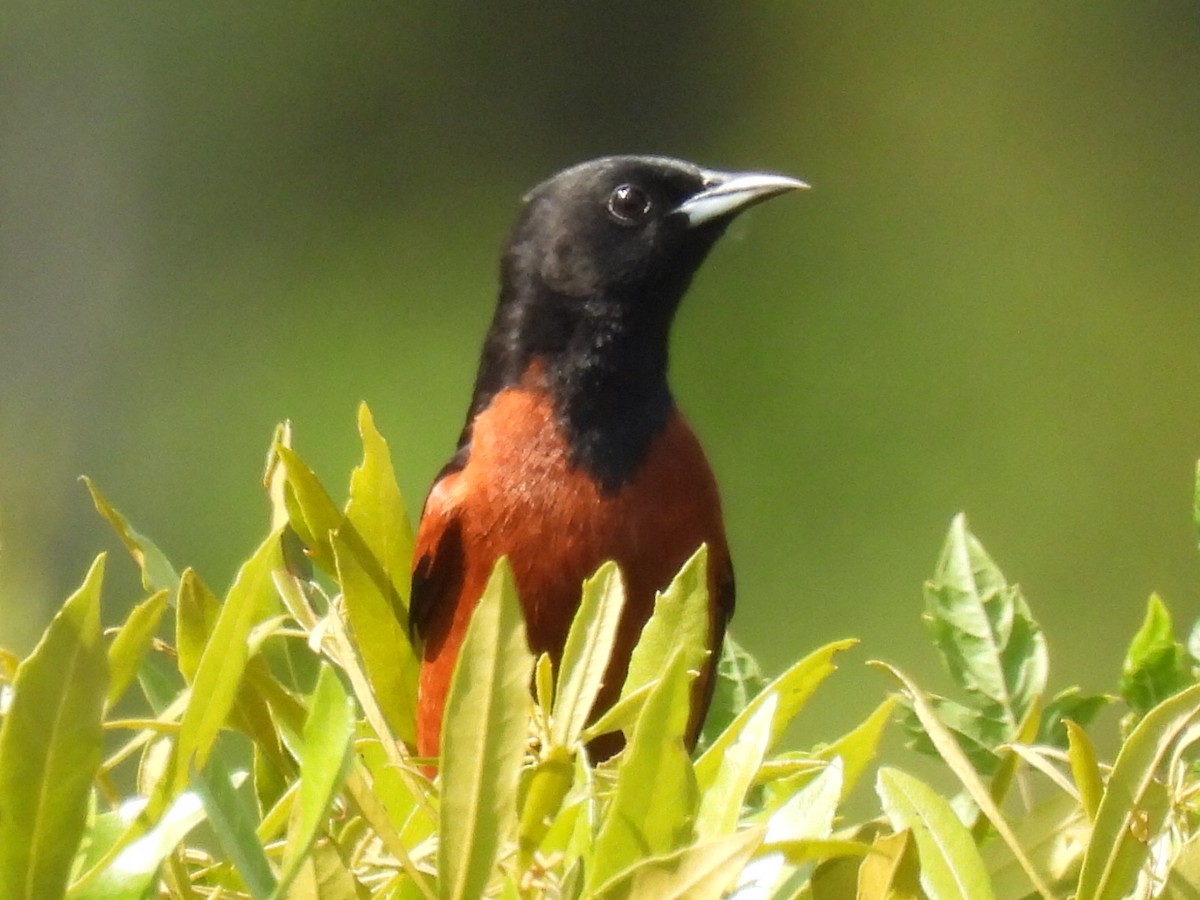 Orchard Oriole - ML634519329