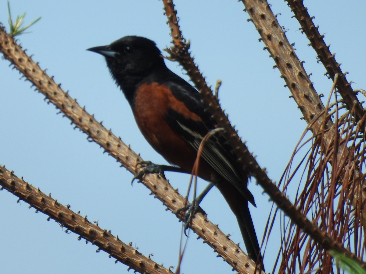 Orchard Oriole - ML634519330