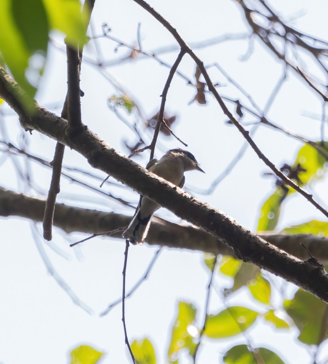 båndflueeter - ML634519471