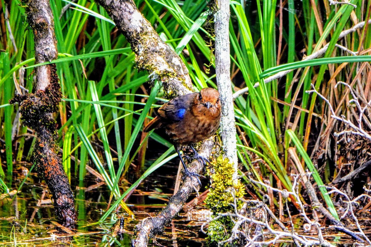 Sri Lanka Whistling-Thrush - ML634519548