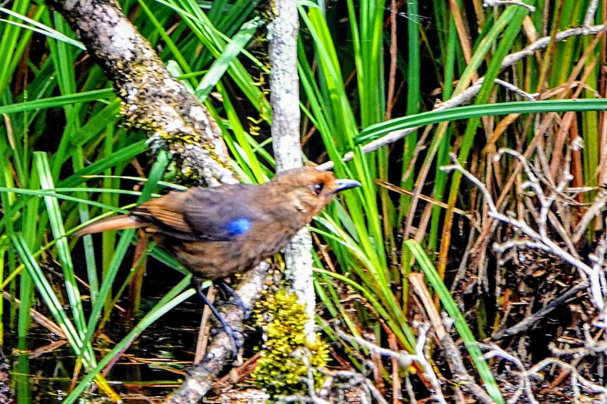 Sri Lanka Whistling-Thrush - ML634519549