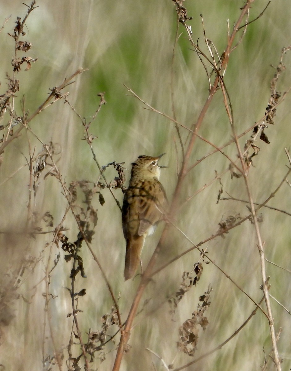 Common Grasshopper Warbler - ML634519551