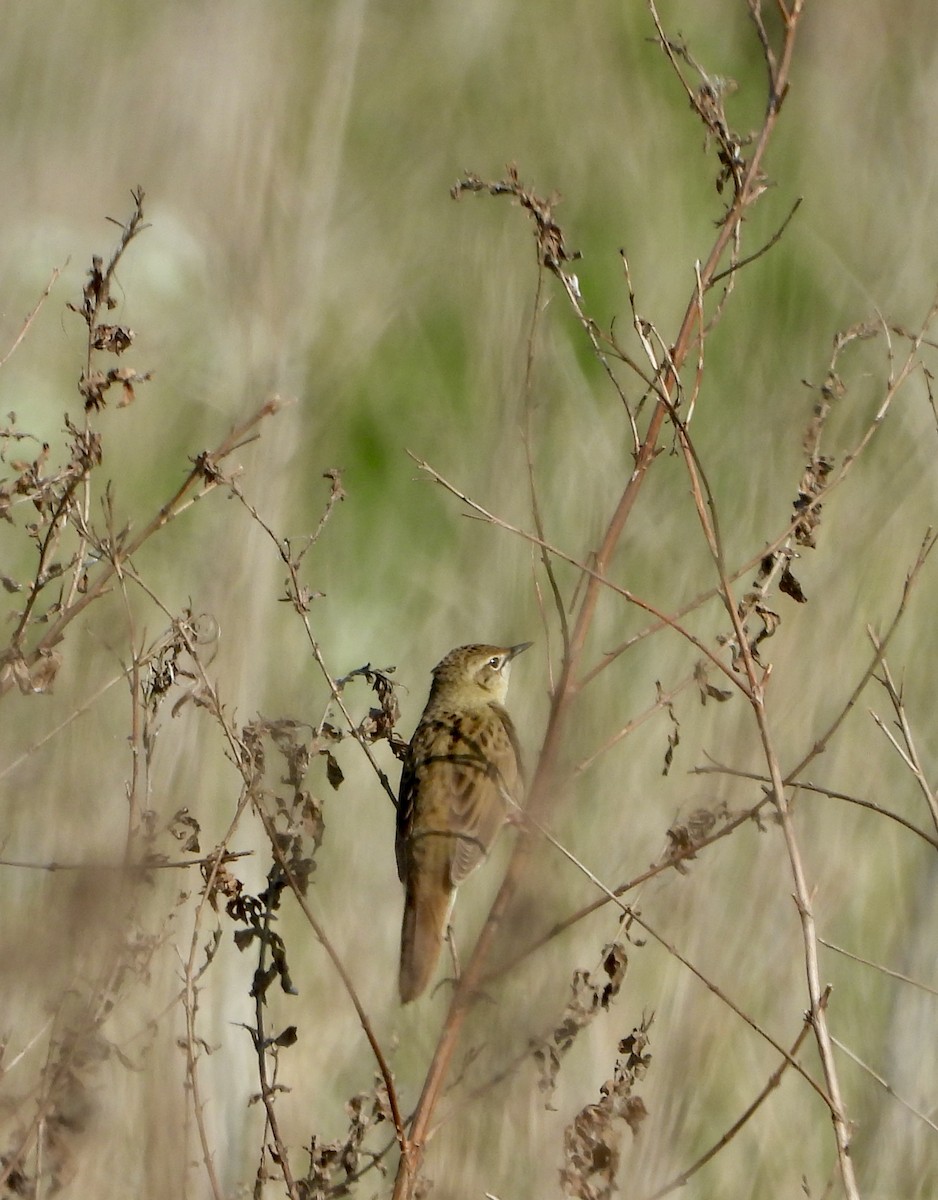 Common Grasshopper Warbler - ML634519552