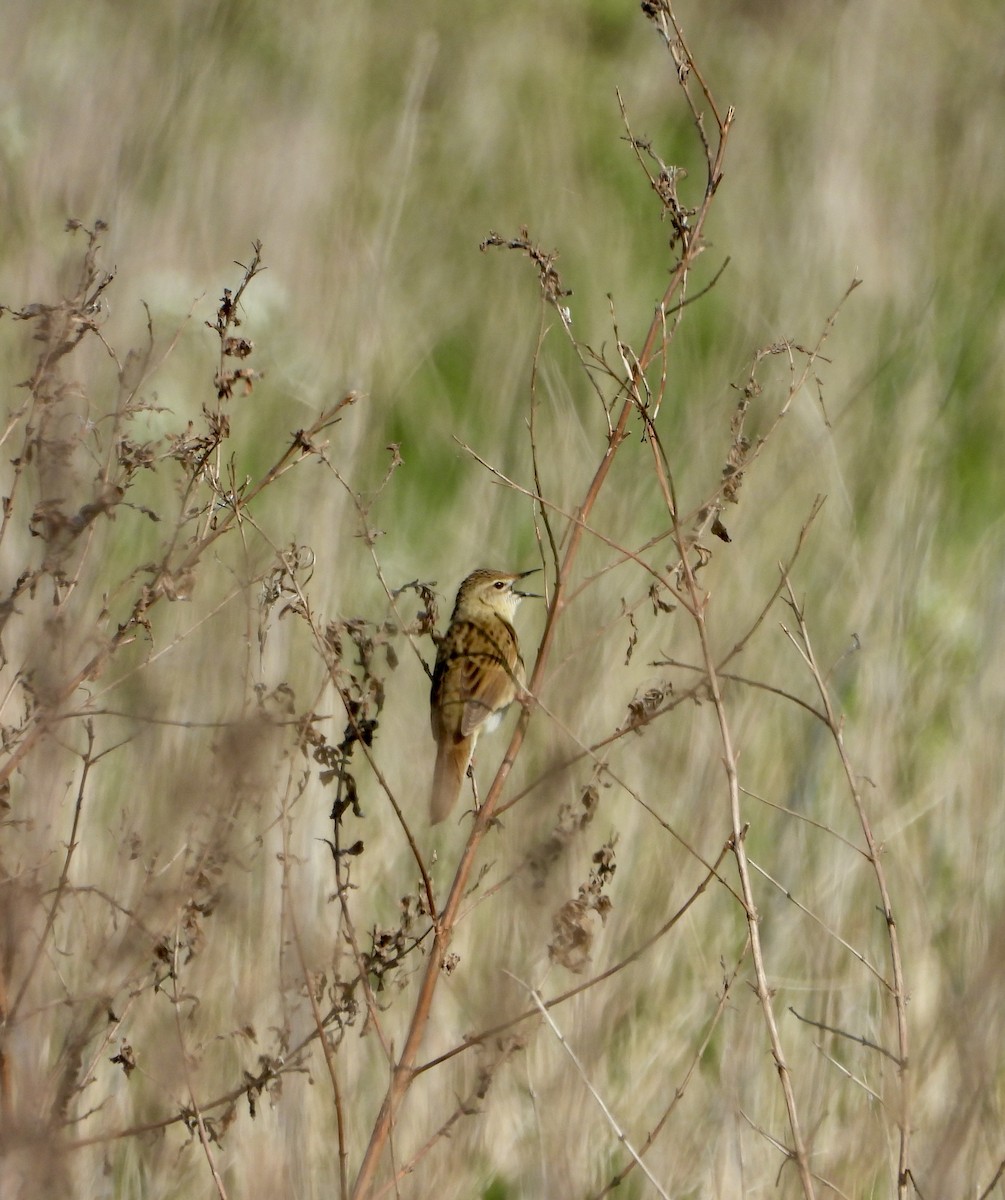 Common Grasshopper Warbler - ML634519553