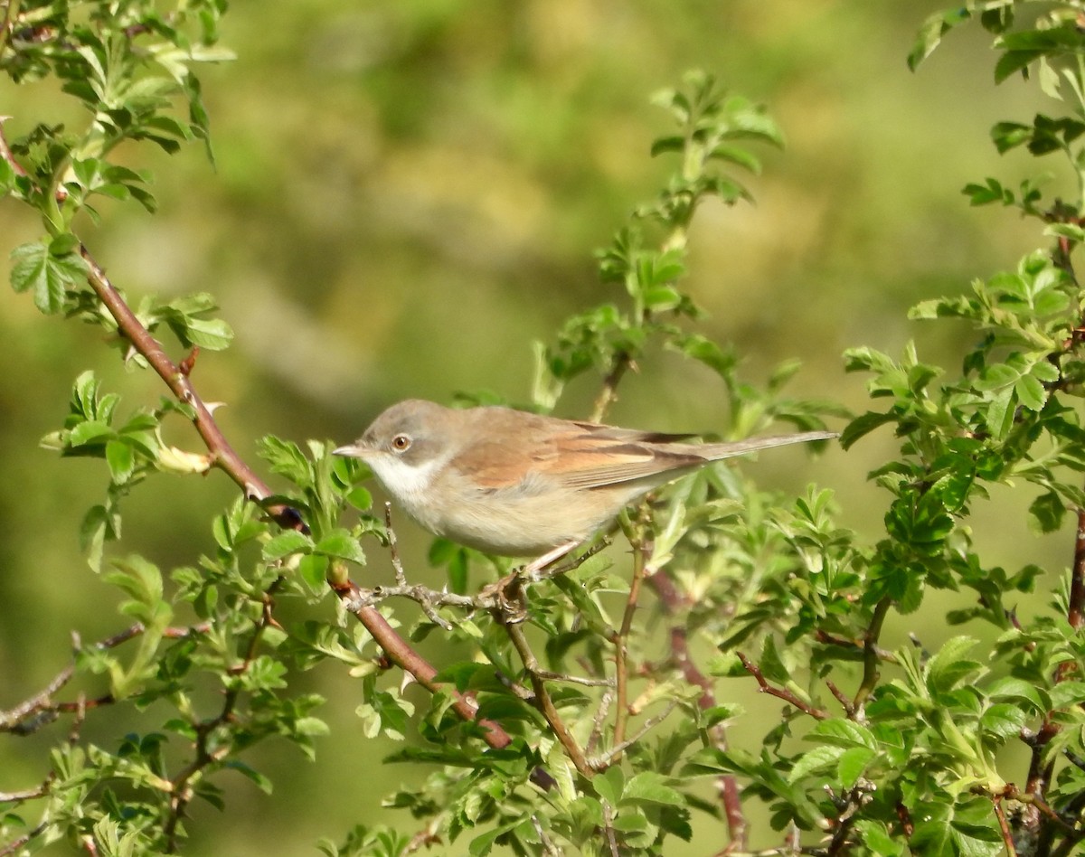 Greater Whitethroat - ML634519559