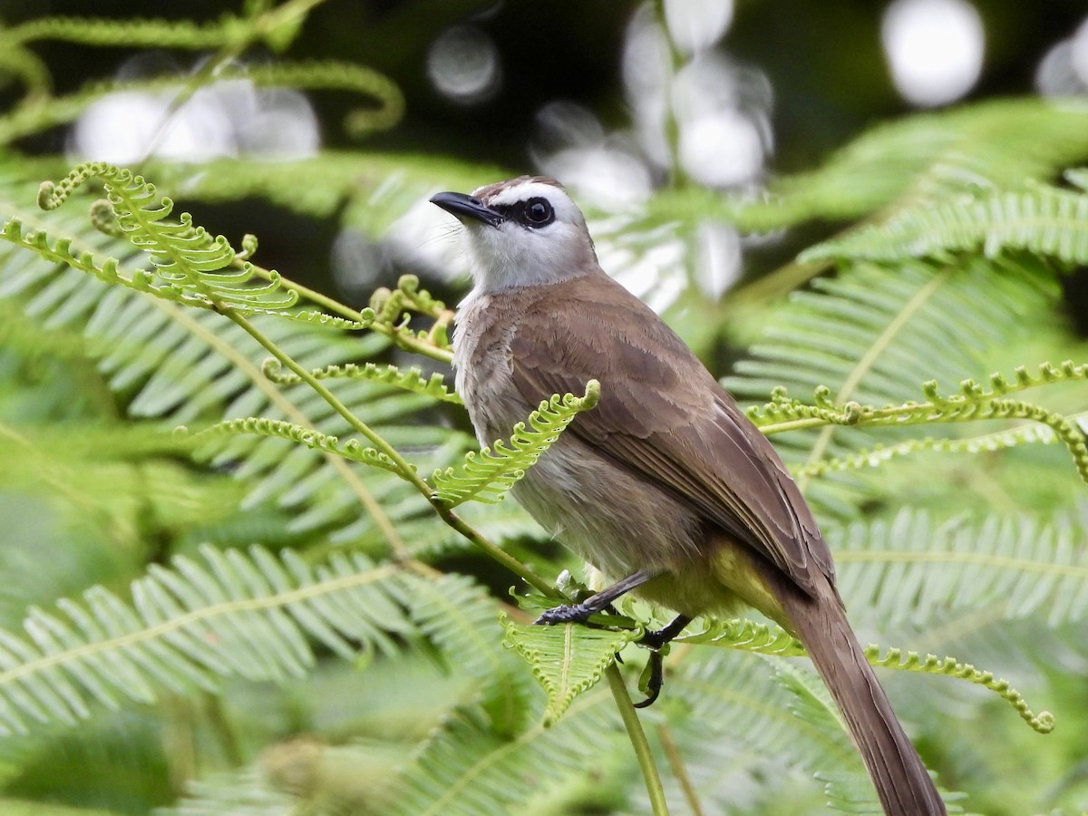 Yellow-vented Bulbul - ML634519560