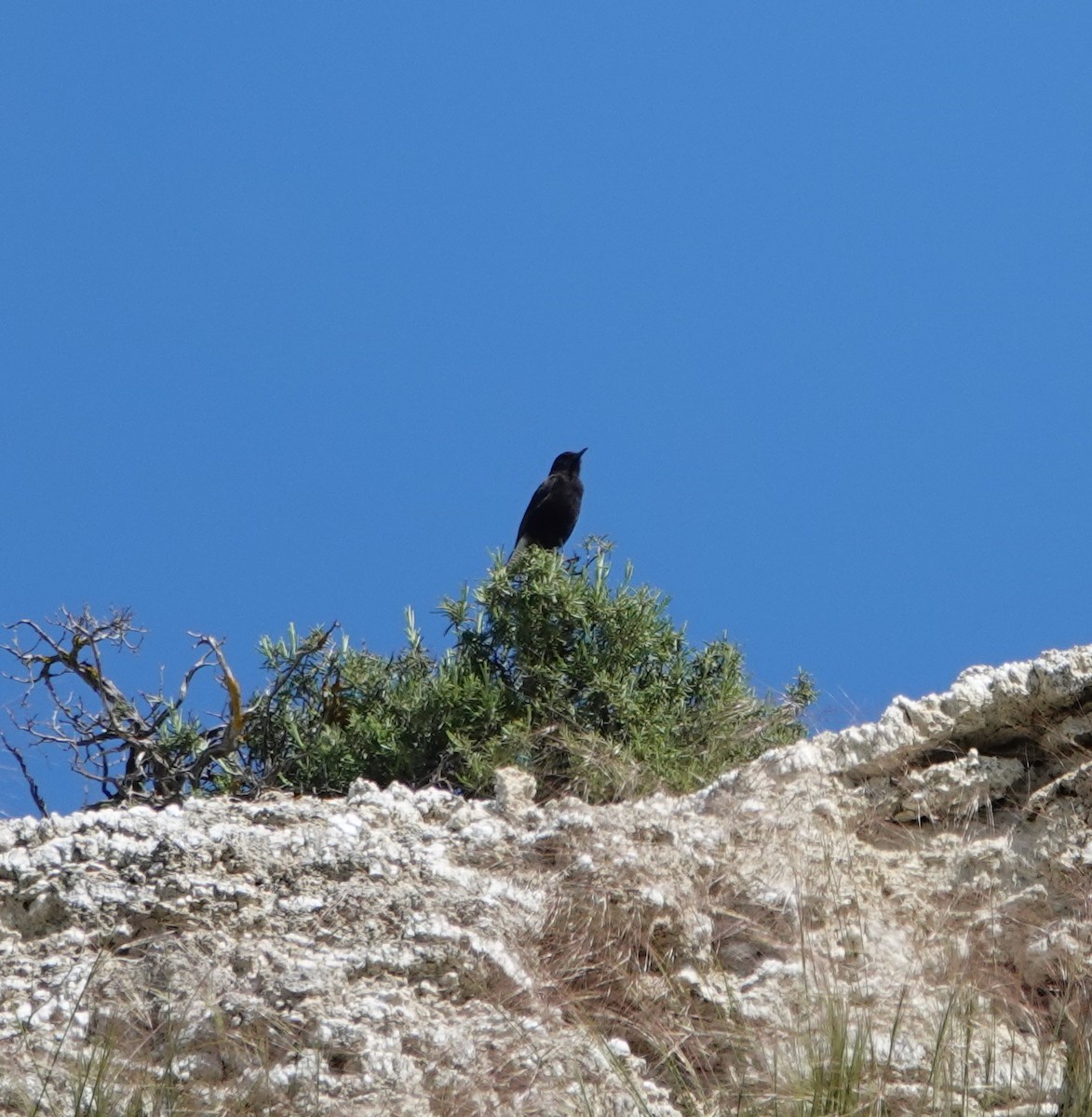 Black Wheatear - ML634519561
