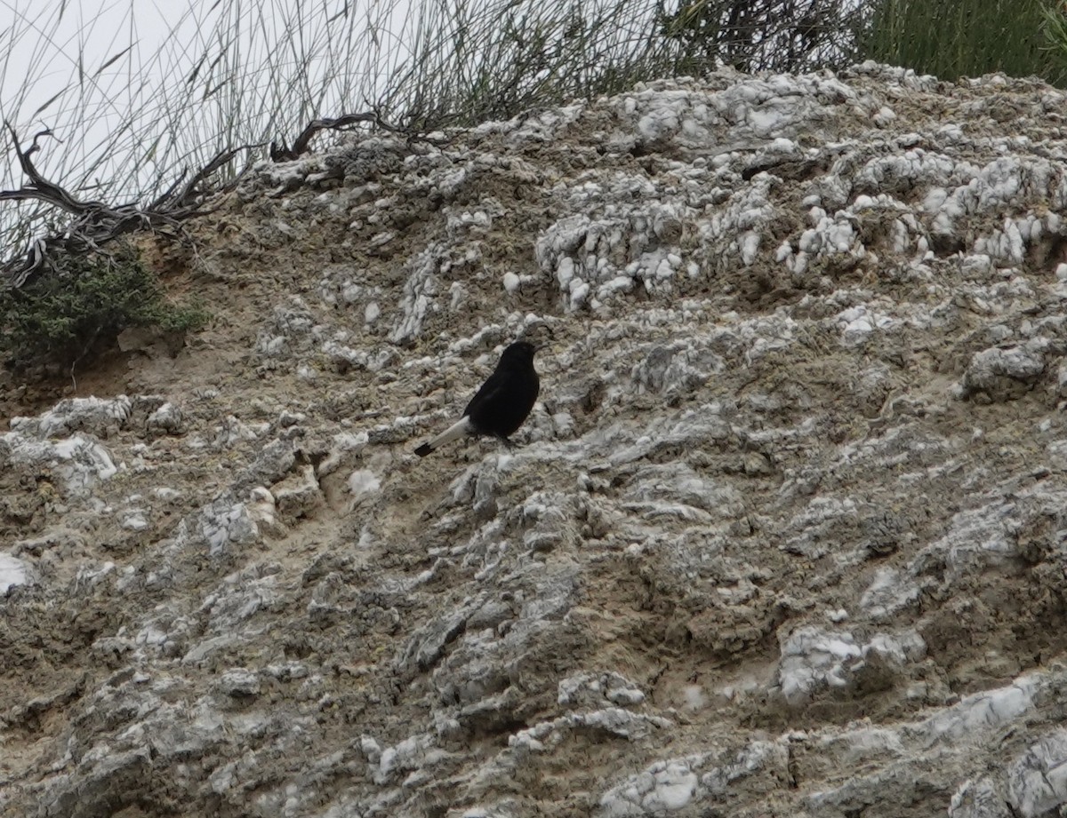 Black Wheatear - ML634519562
