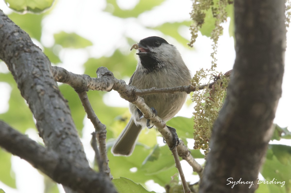 Marsh Tit - ML634519563