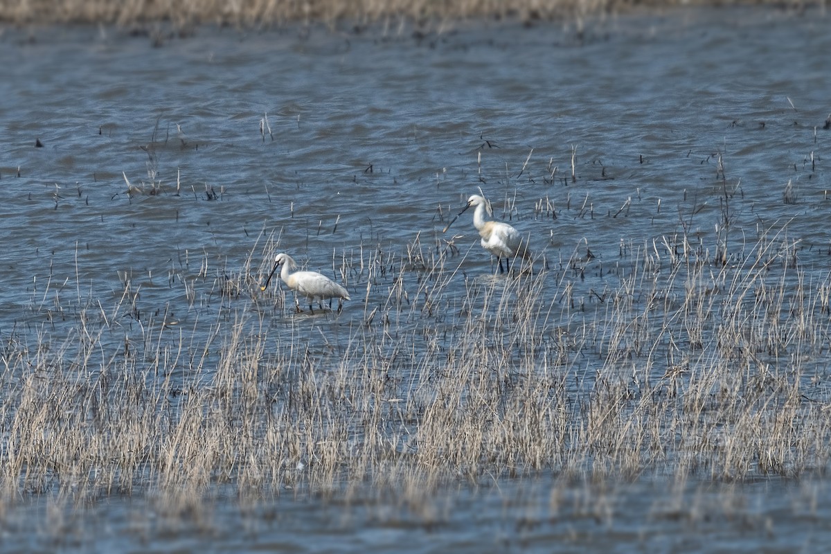 Eurasian Spoonbill - ML634519564