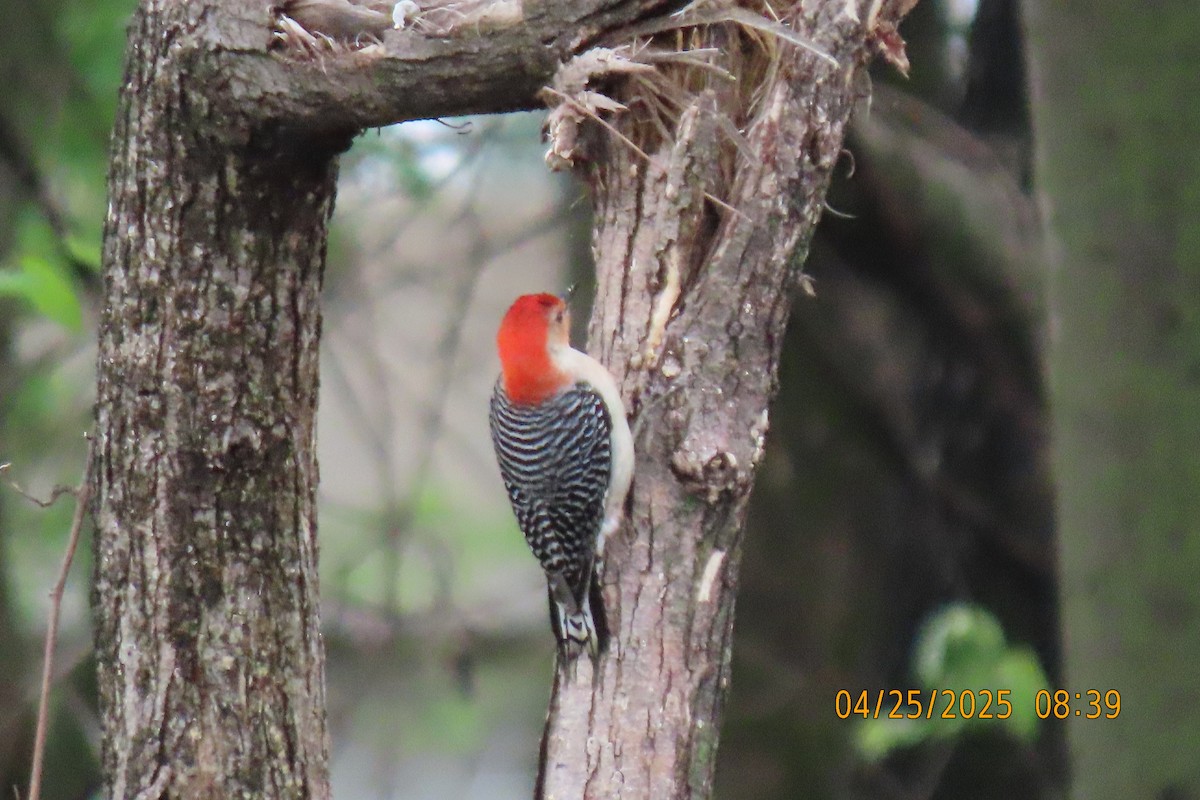 Red-bellied Woodpecker - ML634519565