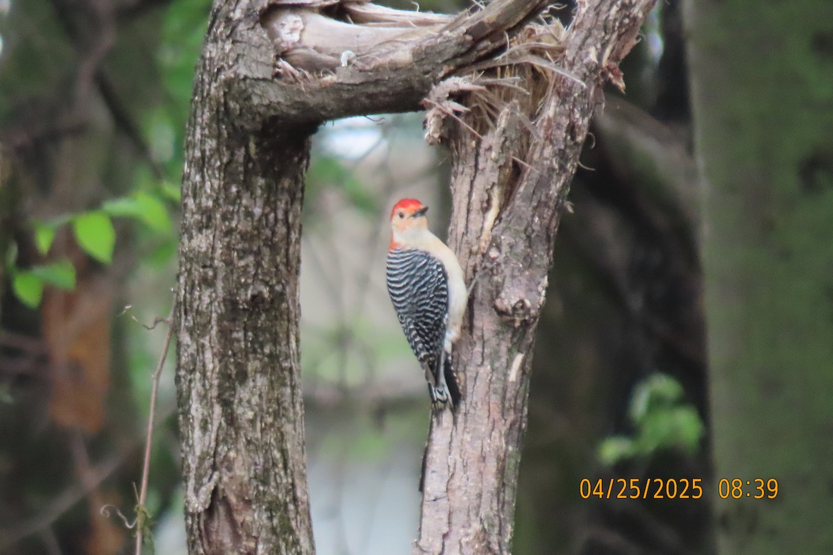 Red-bellied Woodpecker - ML634519566