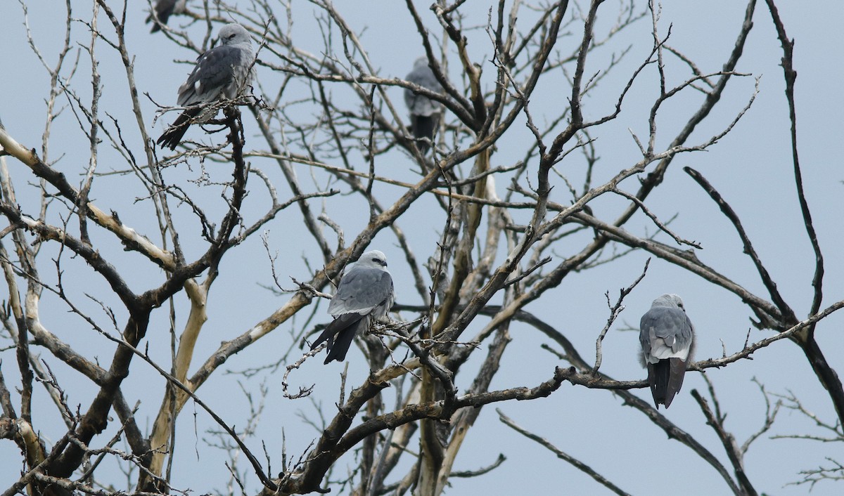 Mississippi Kite - ML634519567