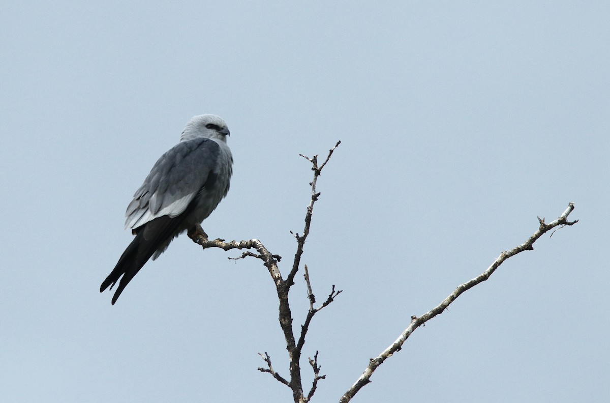 Mississippi Kite - ML634519568