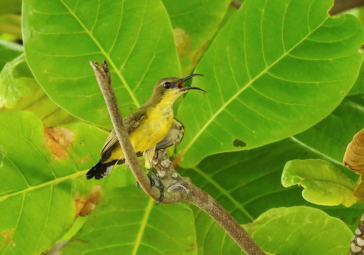 Ornate Sunbird - ML634519574