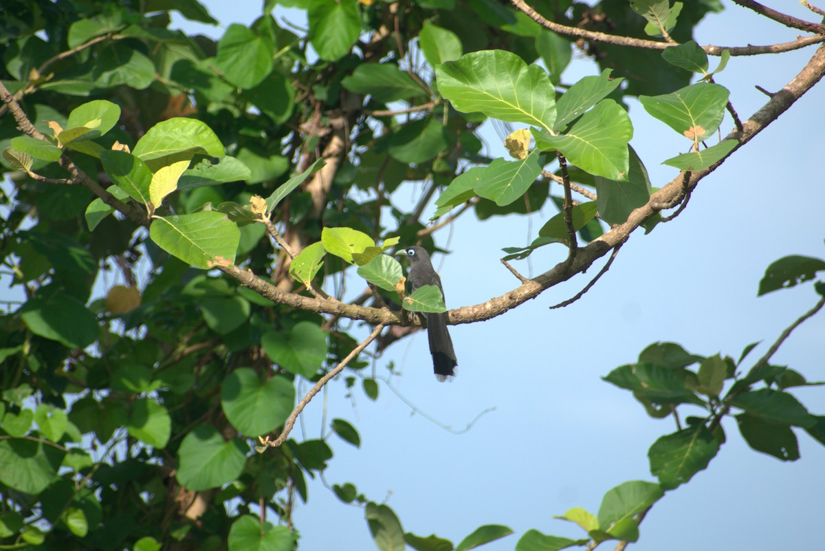 Blue-faced Malkoha - ML634519575