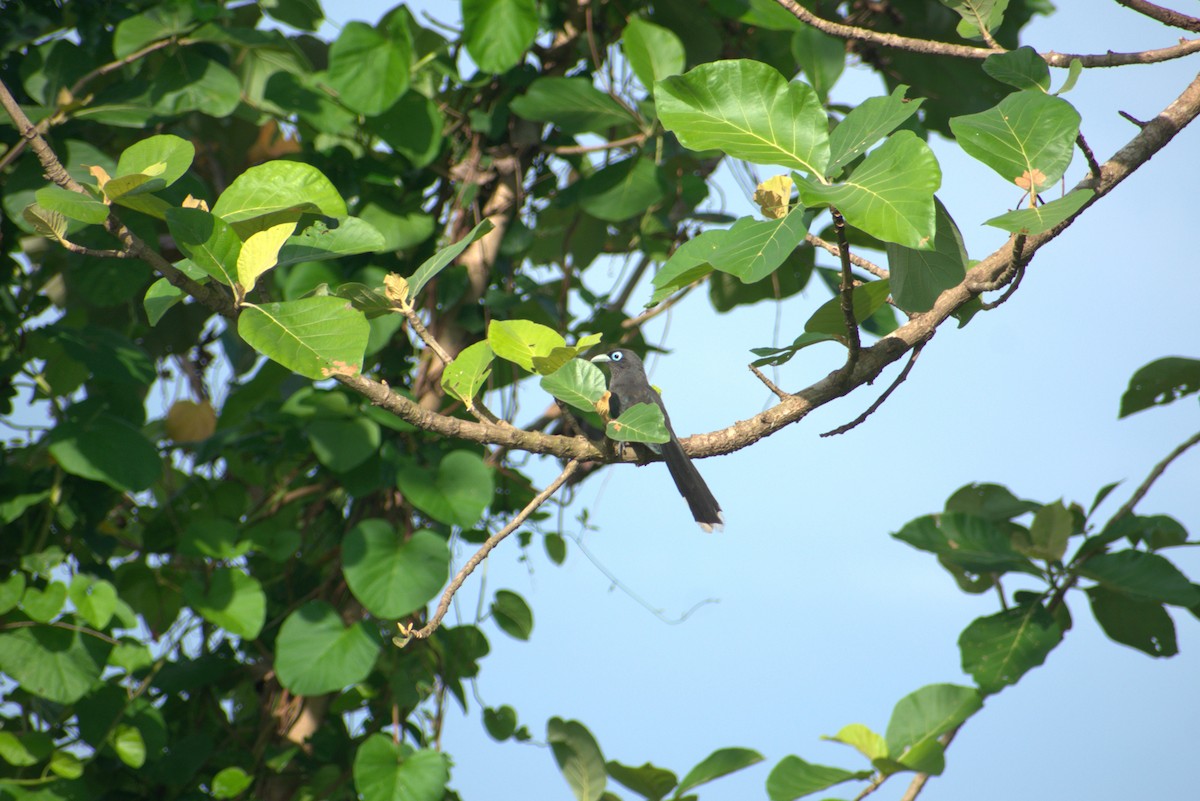 Blue-faced Malkoha - ML634519576