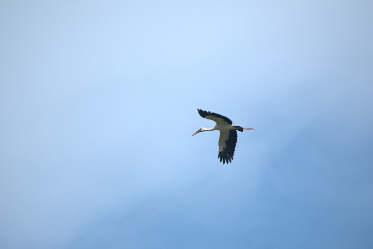 Asian Openbill - ML634519577