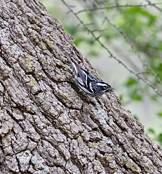 Black-and-white Warbler - ML634519579