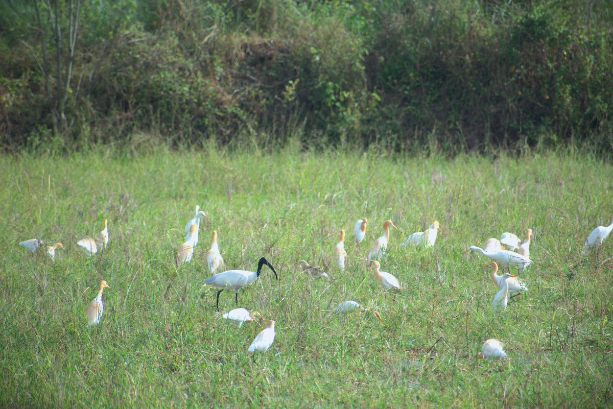 Black-headed Ibis - ML634519580
