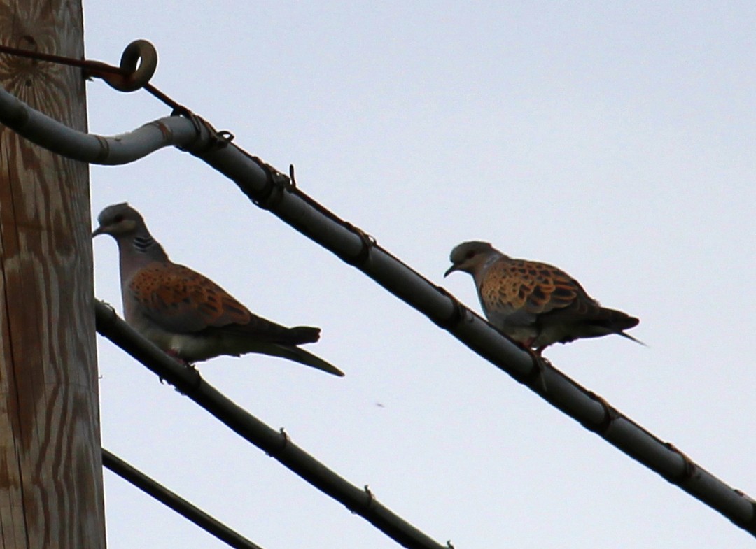 European Turtle-Dove - ML634519582