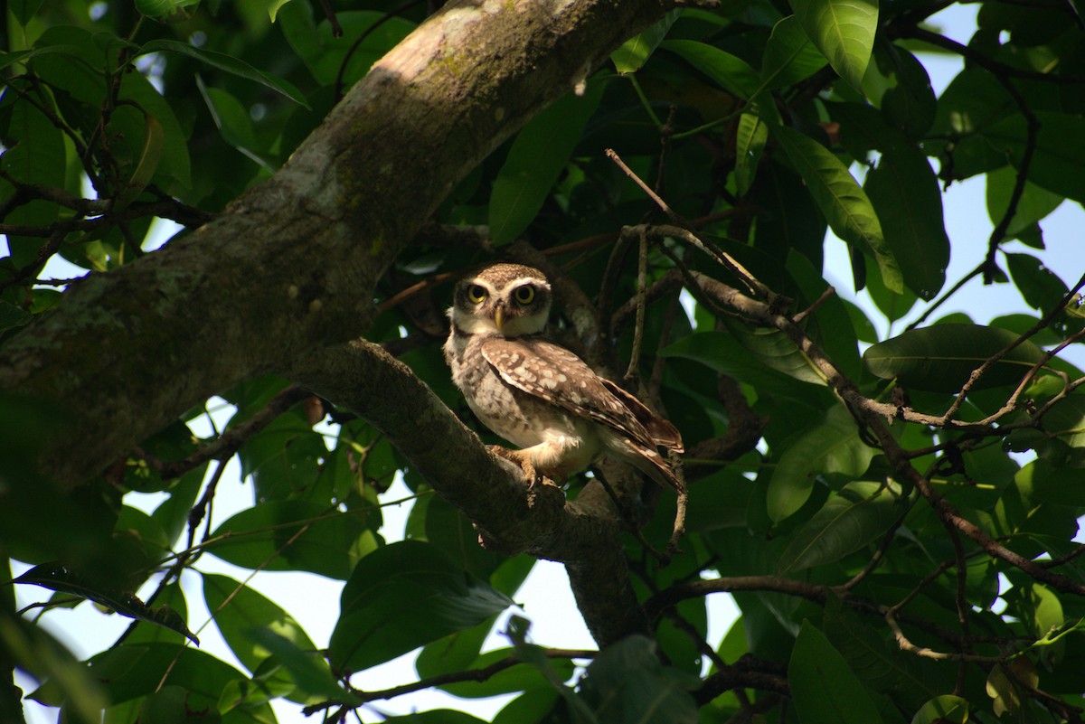 Spotted Owlet - ML634519583