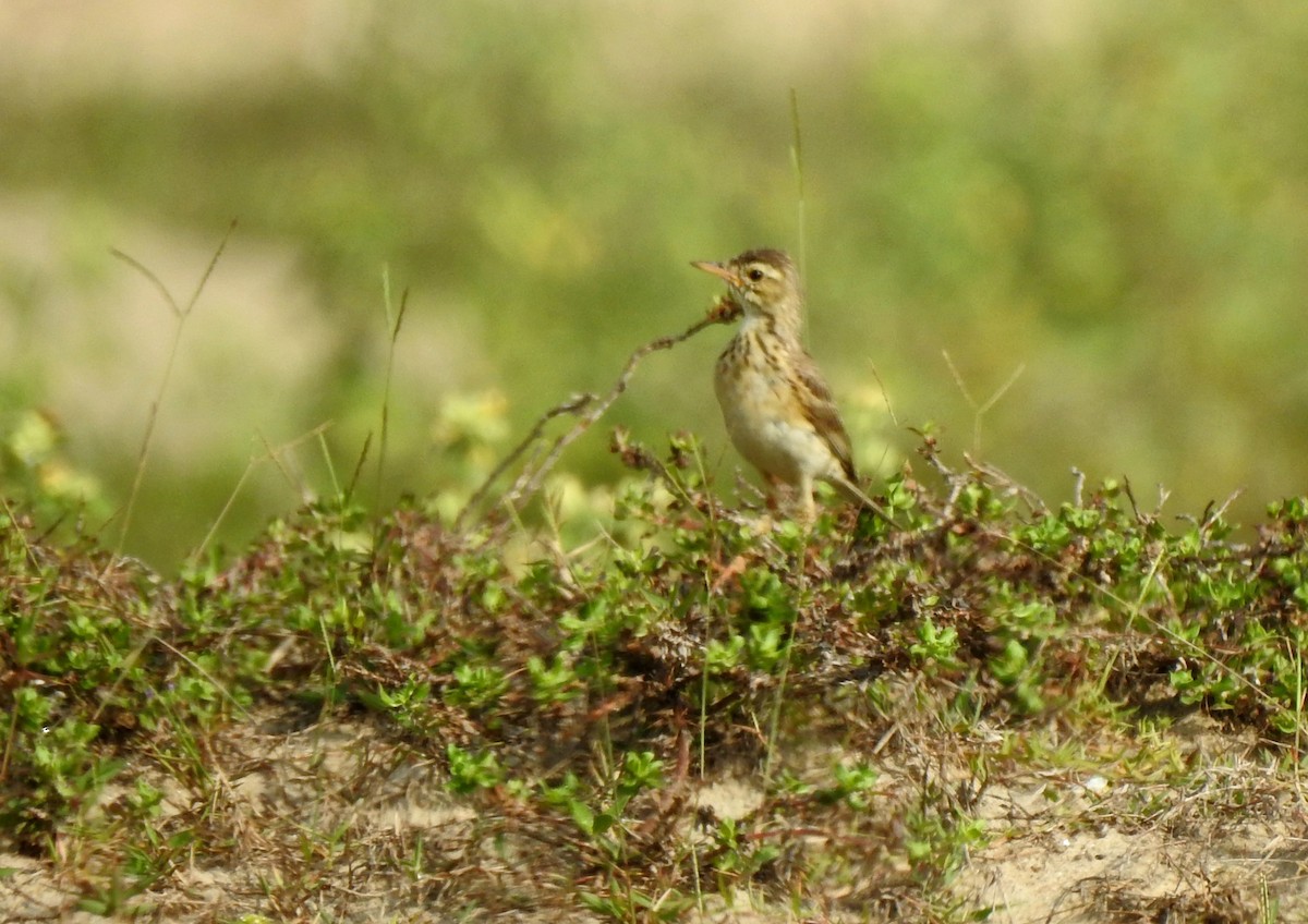 Paddyfield Pipit - ML634519584