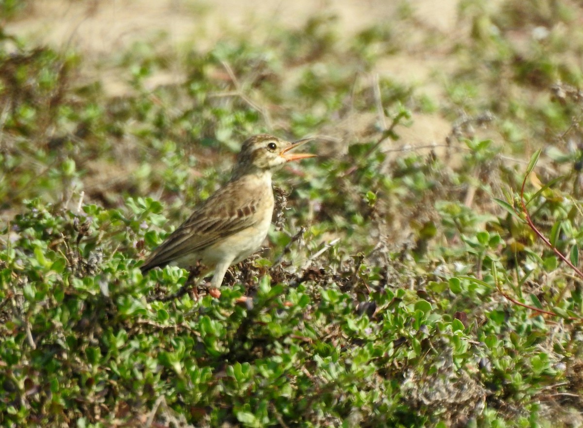Paddyfield Pipit - ML634519586