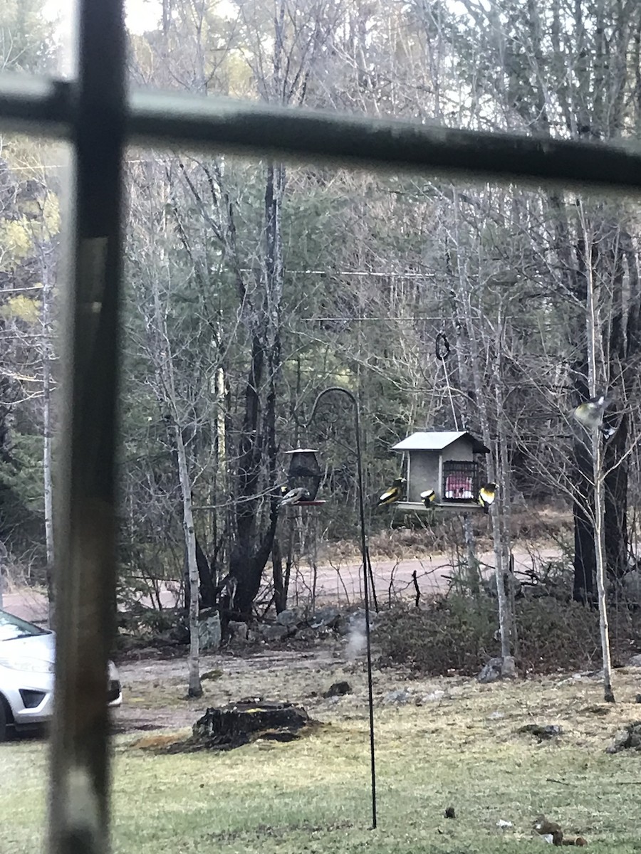 Evening Grosbeak - ML634519751