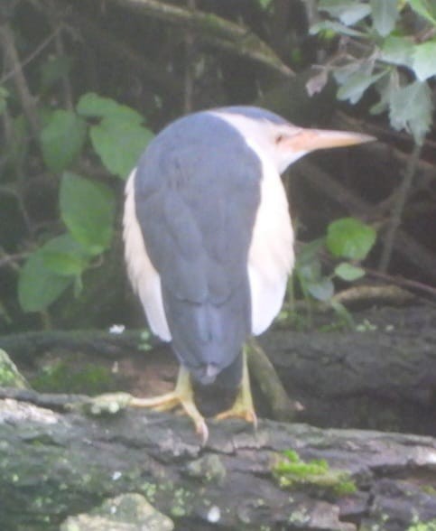 Little Bittern - ML634519763