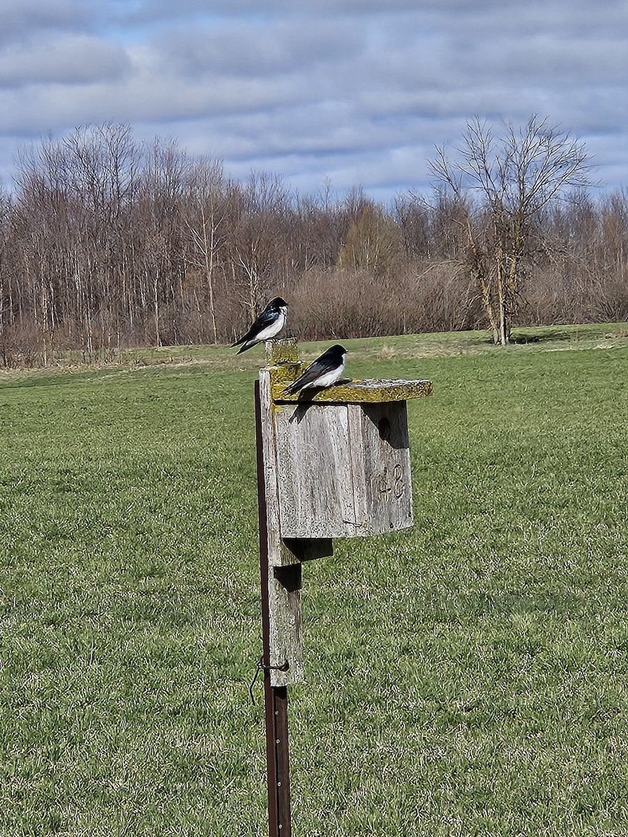 Tree Swallow - ML634519805