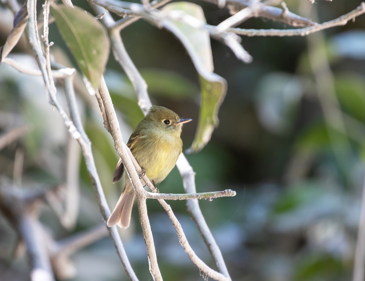 Western Flycatcher (Cordilleran) - ML634519894