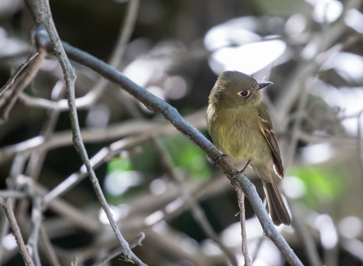Western Flycatcher (Cordilleran) - ML634519897