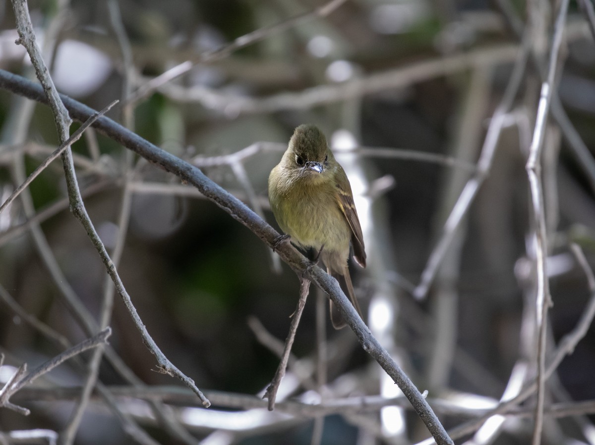 Western Flycatcher (Cordilleran) - ML634519900