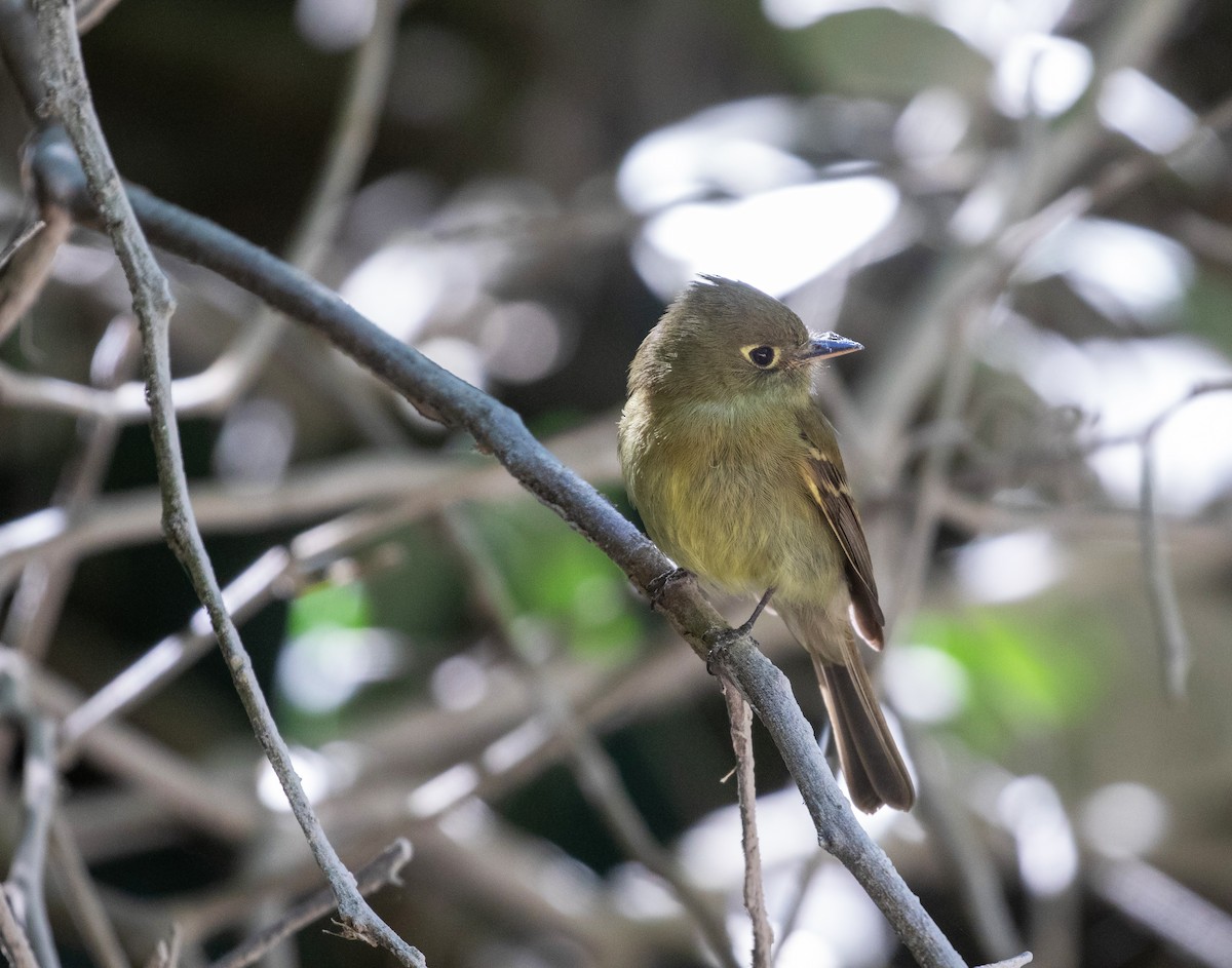 Western Flycatcher (Cordilleran) - ML634519909